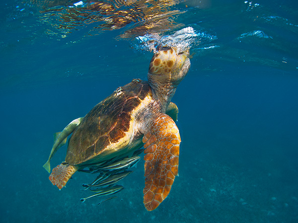 Sea turtle - tartaruga marina