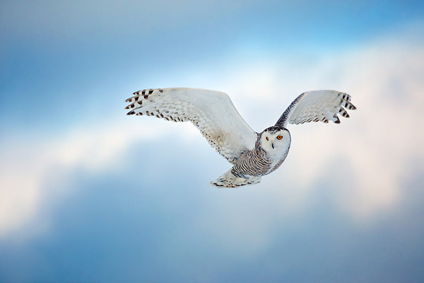 snowy owl - gufo delle nevi