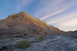 foto contrasto girasole del deserto 