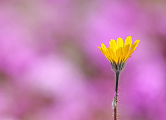 foto contrasto girasole del deserto 